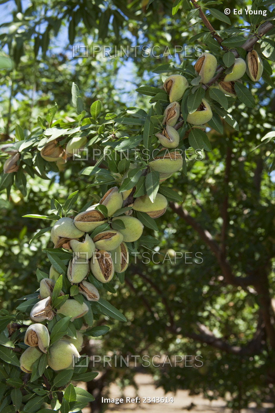 Agriculture - Mature almonds on the tree, still in the husks and ready to be ...