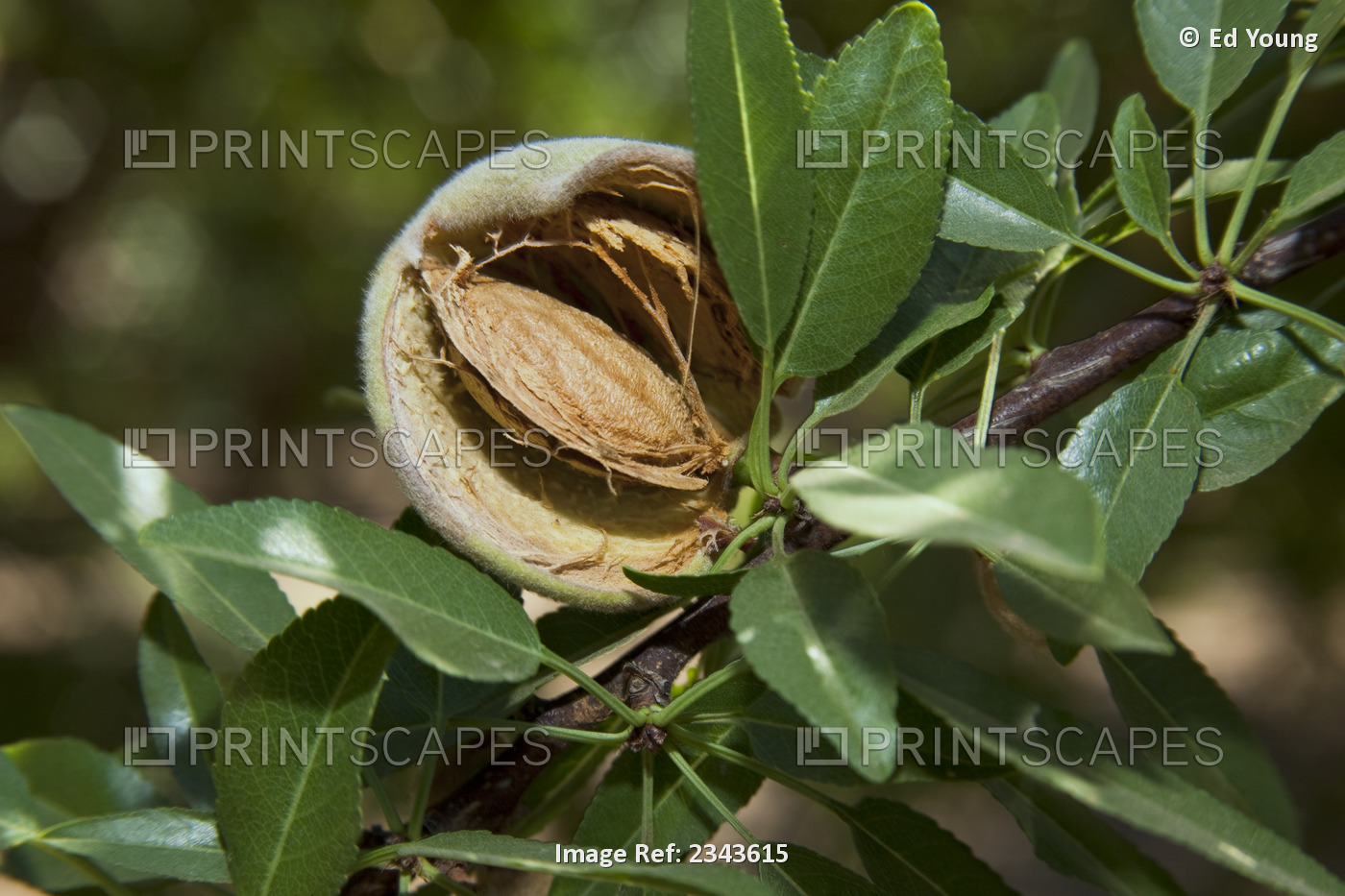 Agriculture - Closeup of a mature almond on the tree, still in the husk and ...
