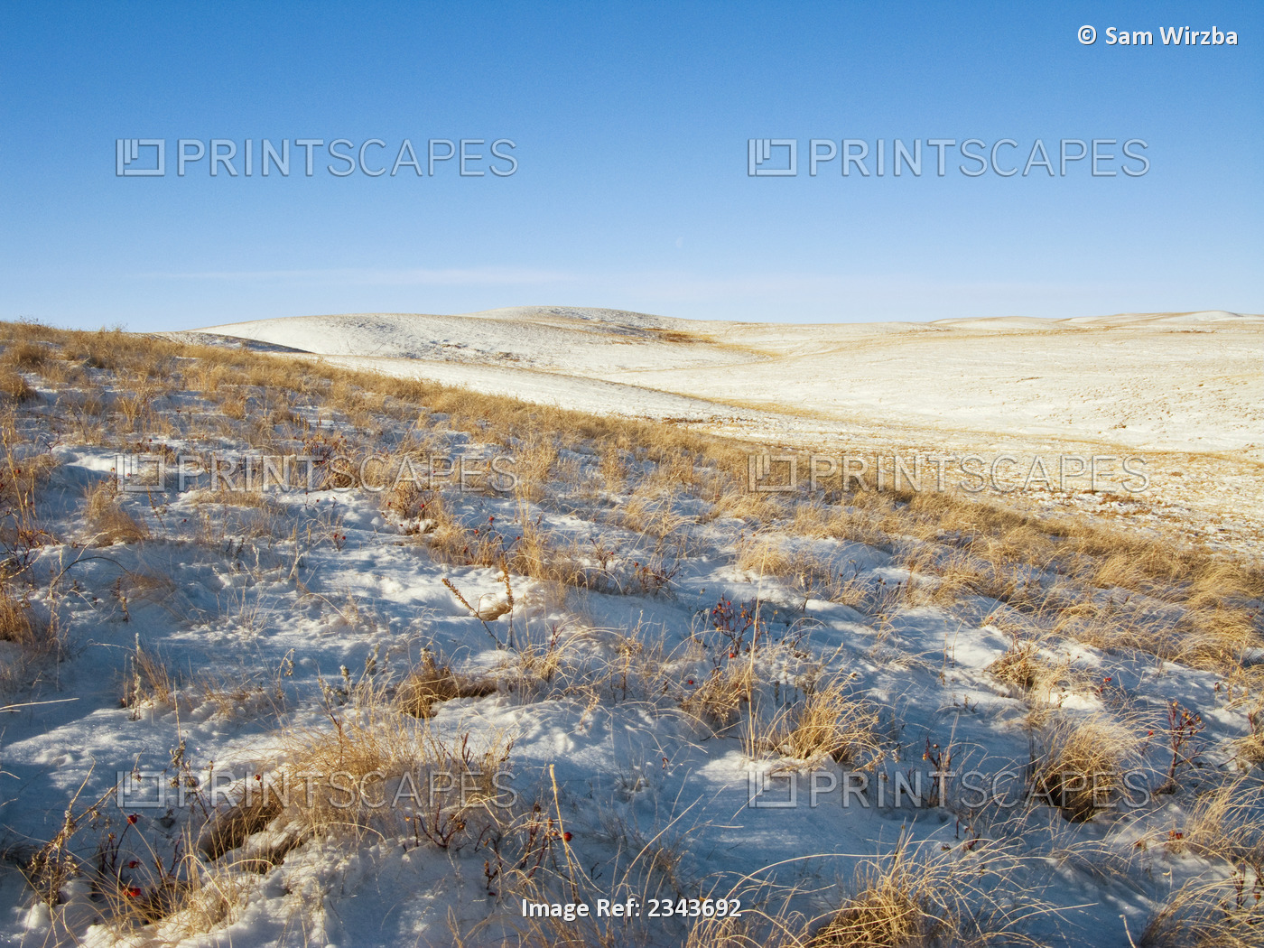 Livestock - Snow covered native fescue rangelands (grasslands) in Winter / ...