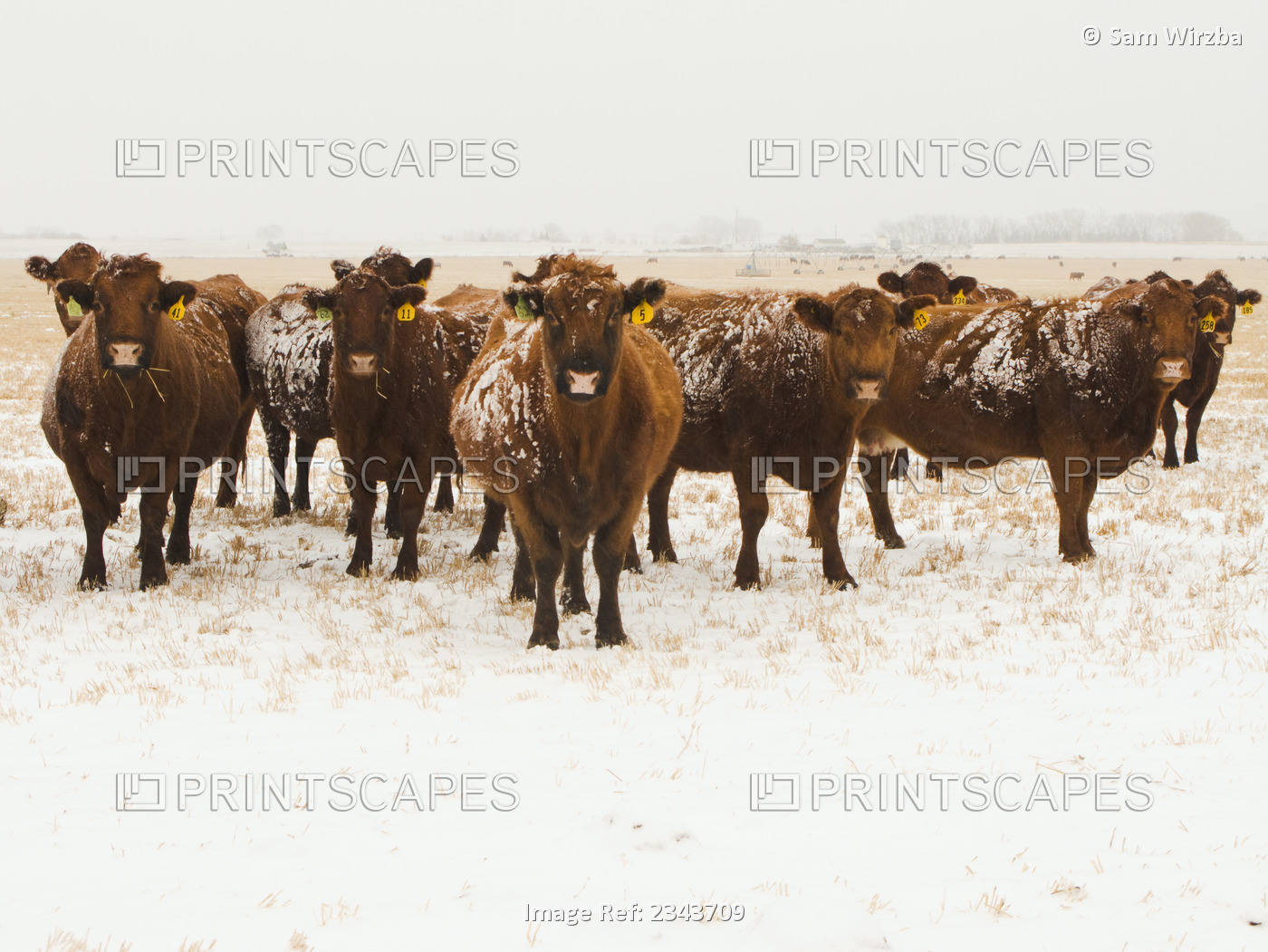 Livestock - Snow covered Red Angus beef cows on a snow covered stubble field ...