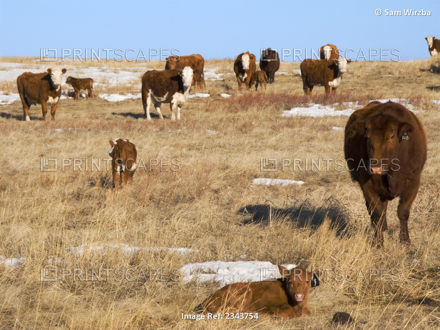 Livestock - Very young Red Angus and Hereford beef calves with their mothers on ...