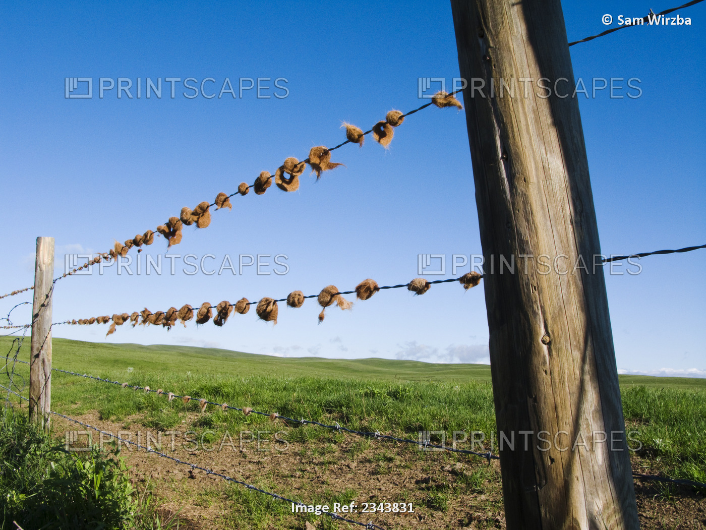 Agriculture - Ranch fence containing tufts of cattle hair on barbed wire ...