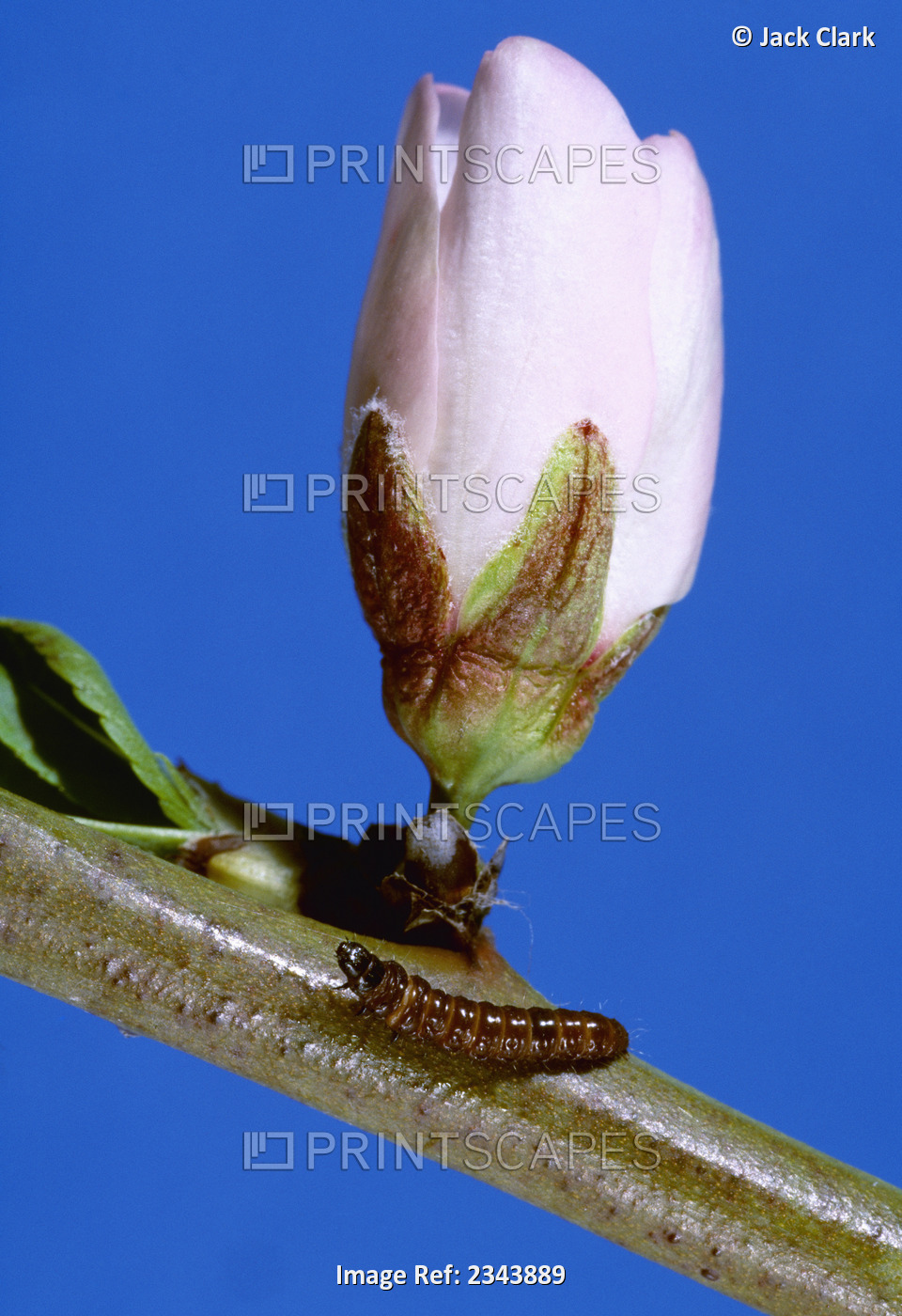 Agriculture - Insects, Peach Twig Borer (Anarsia lineatella), mature larva, ...
