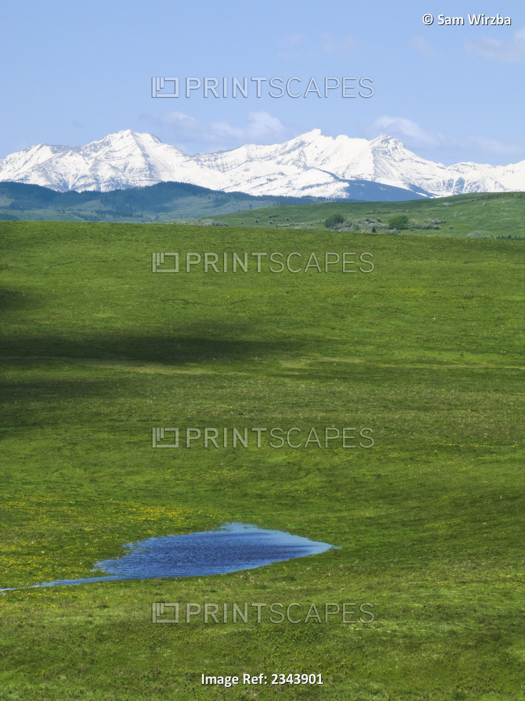 Livestock - Prairie pothole on native rangeland with the snow covered Canadian ...