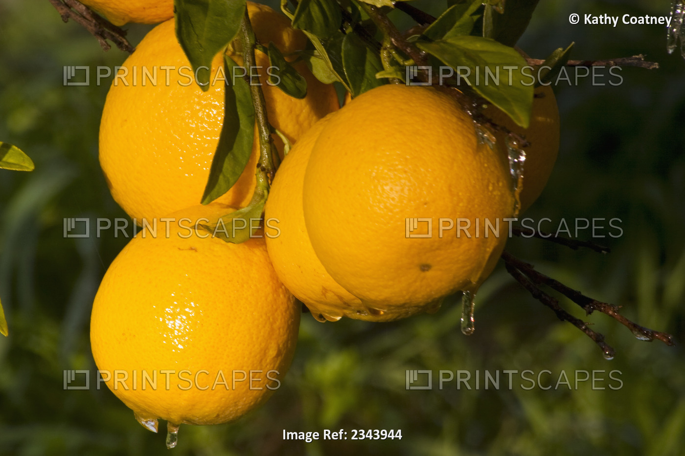 Agriculture - Closeup of Clementines on the tree with a coating of ice from ...