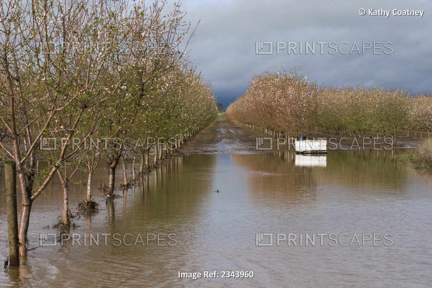 Agriculture - Bloom stage almond orchard in late winter flooded by excessive ...