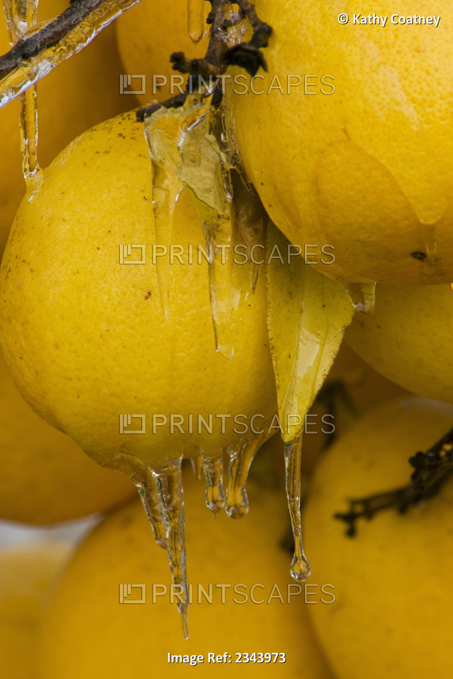 Agriculture - Closeup of Meyer lemons on the tree with a coating of ice from ...