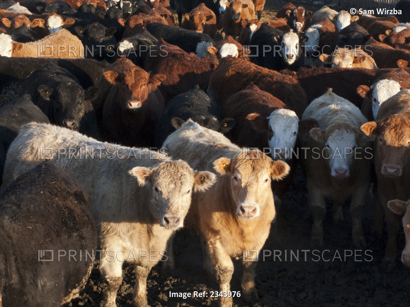 Livestock - Crossbred and mixed breeds of beef cattle in a feedlot pen in late ...