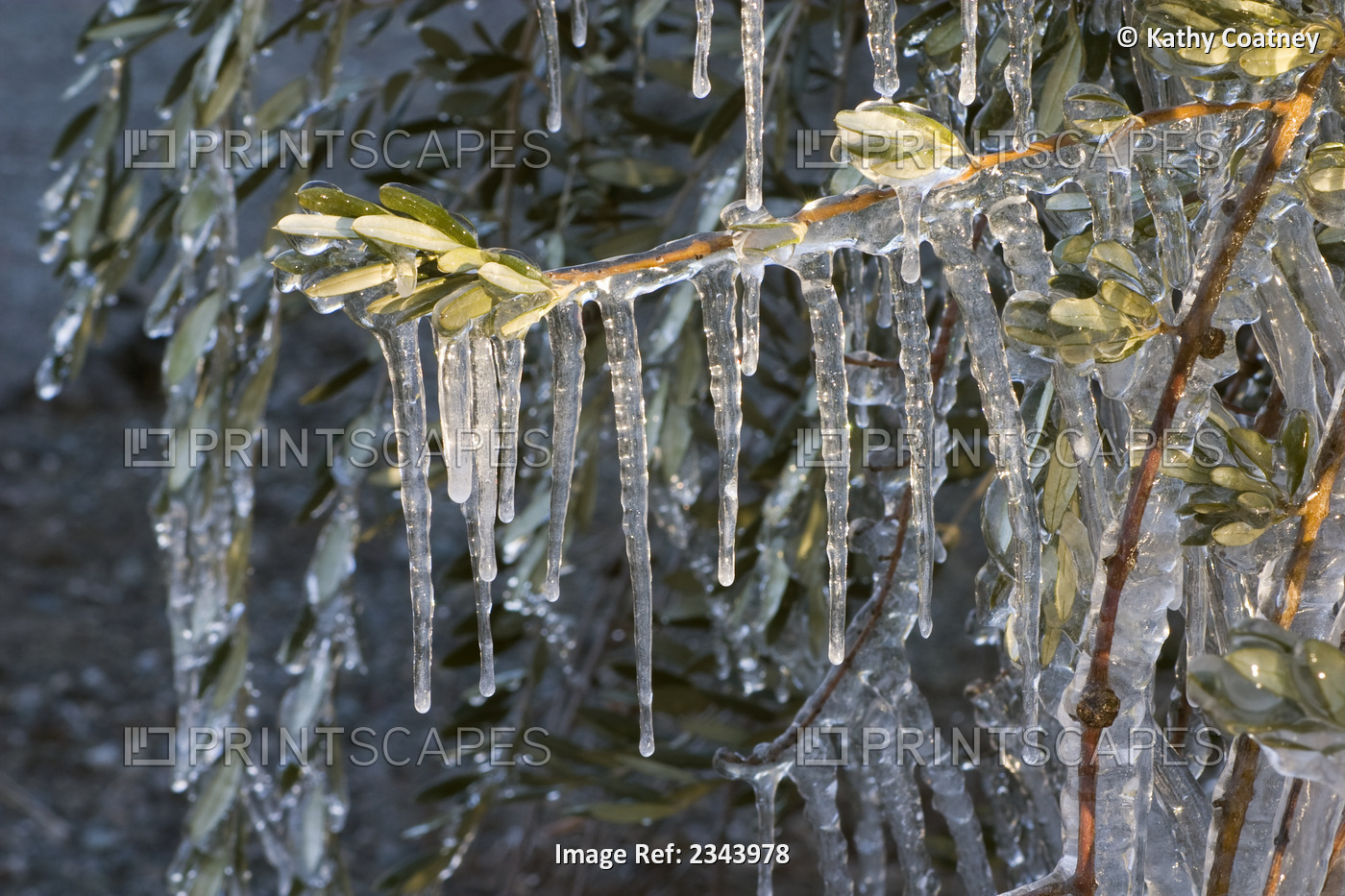 Agriculture - The foliage of a Manzanillo olive tree covered in ice in an ...