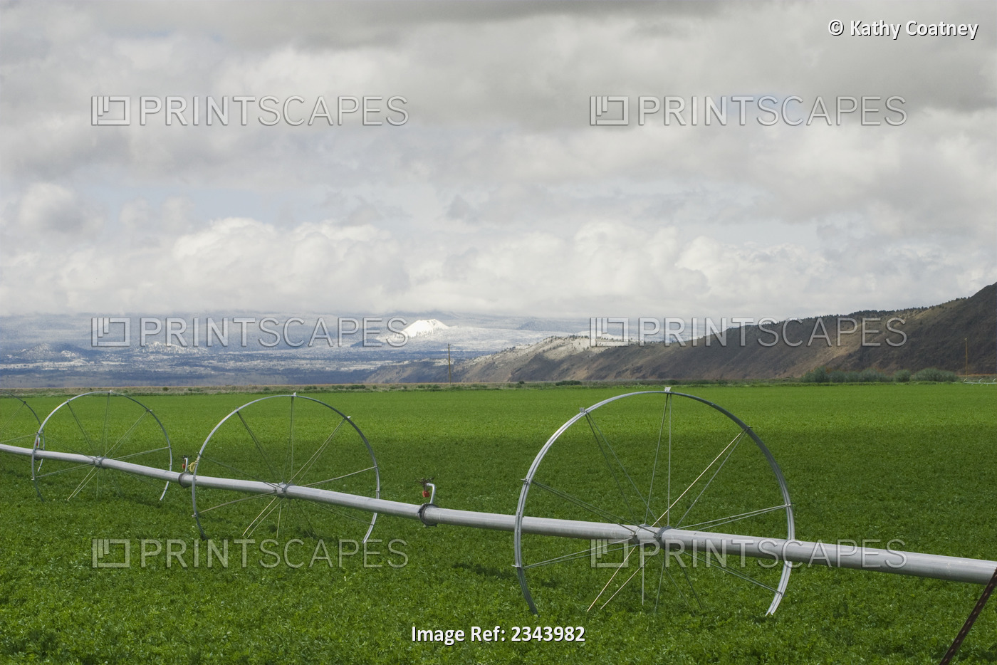 Agriculture - View of a mature alfalfa field in mid-spring with a linear ...