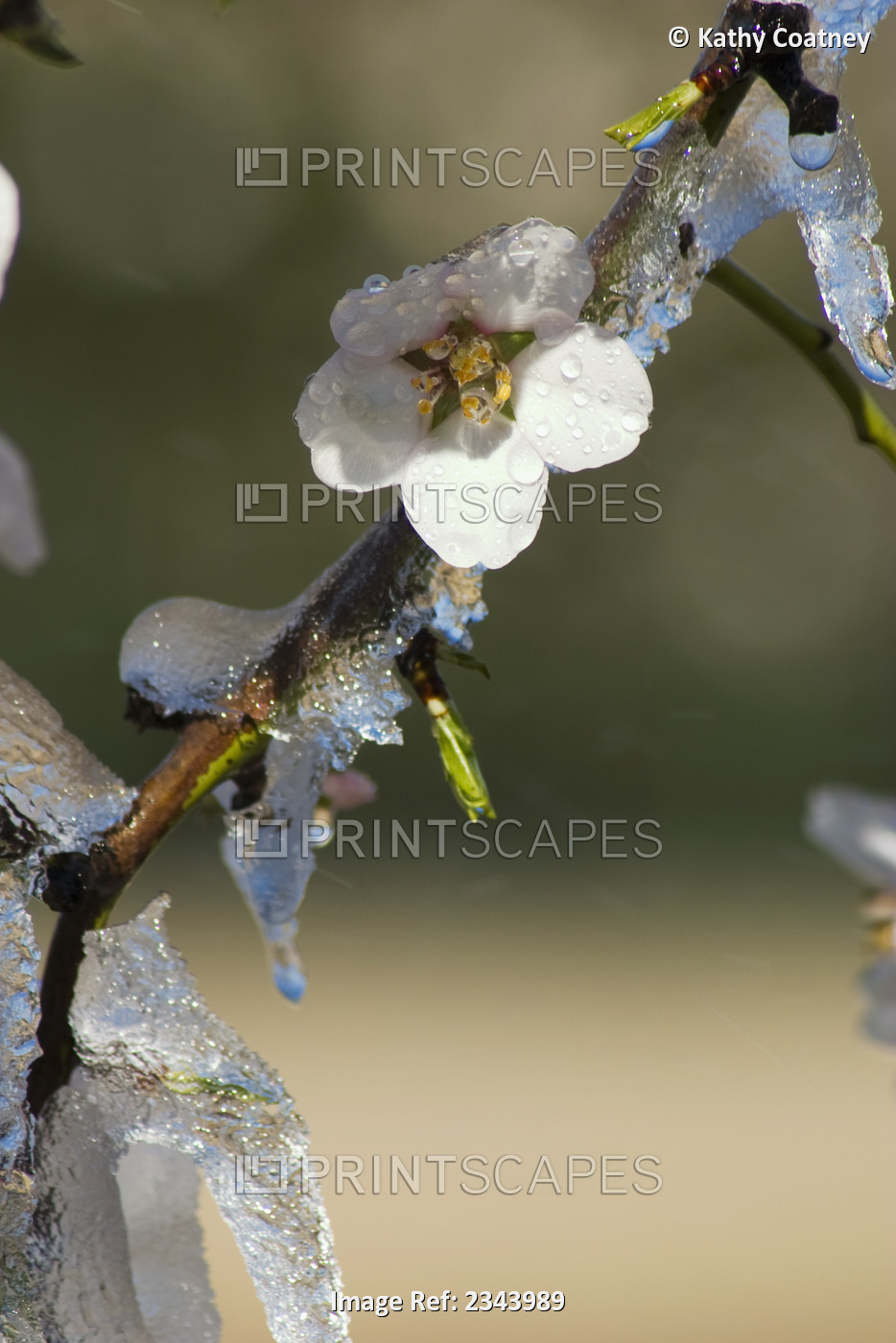 Agriculture - Almond blossoms and new foliage coated in ice during a deep ...