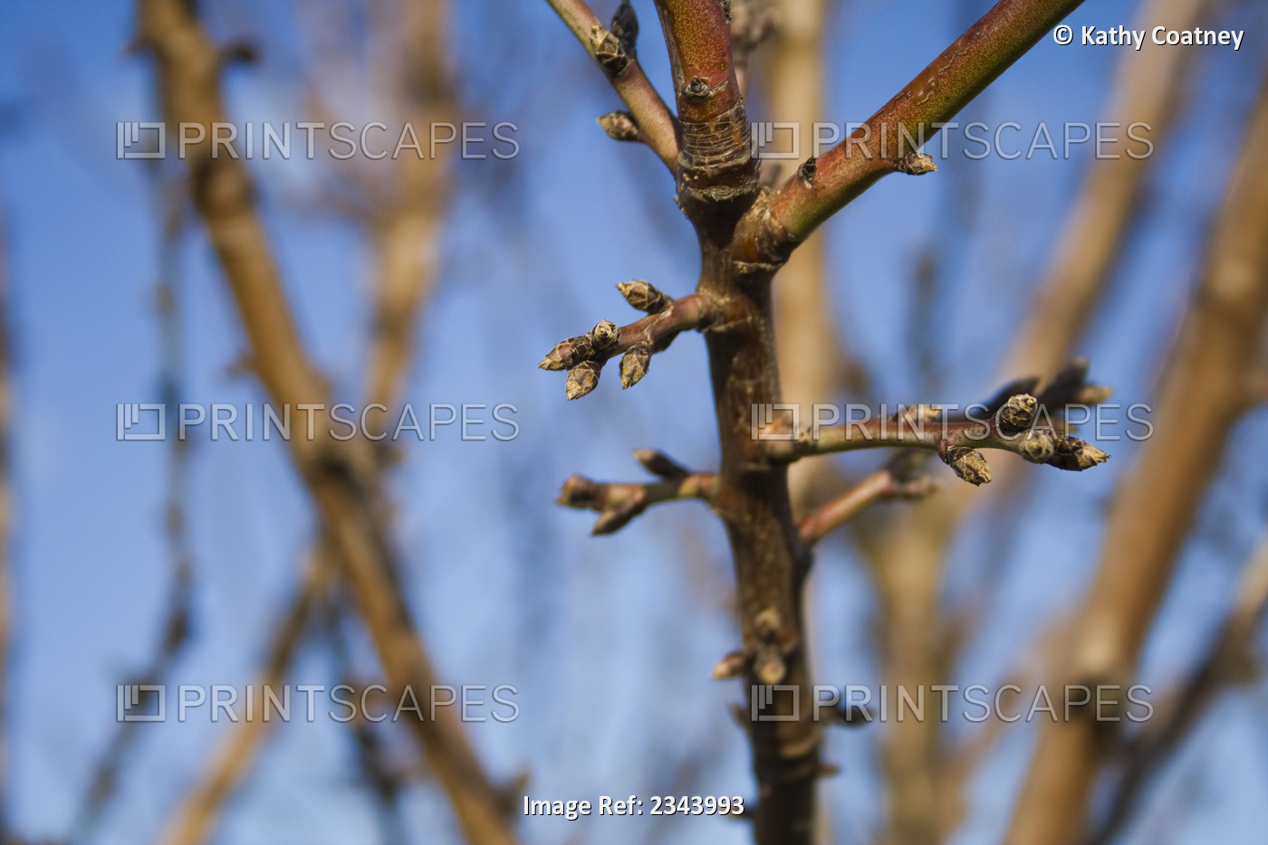 Agriculture - Dormant almond tree branches in mid winter showing healthy buds / ...