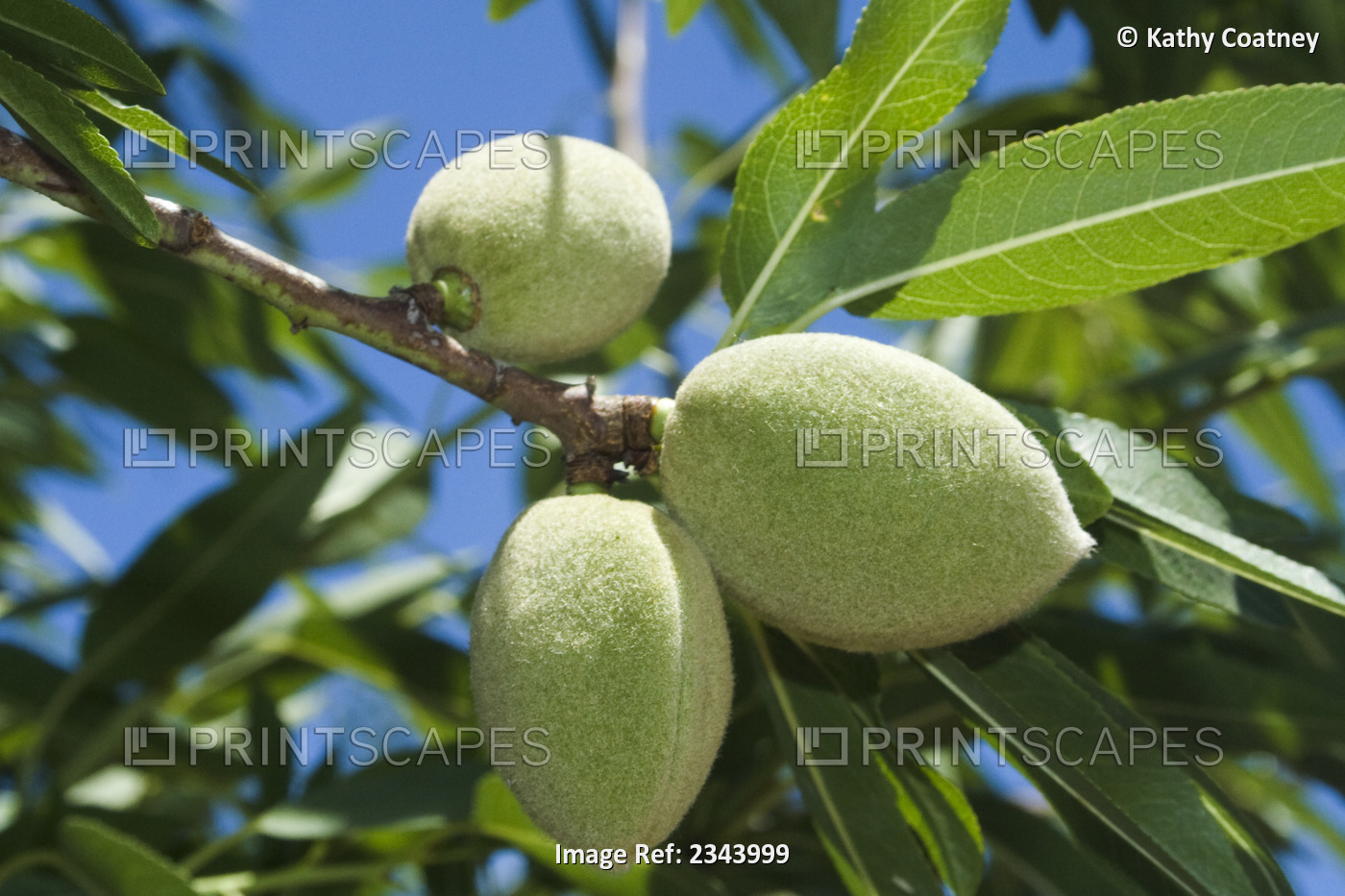 Agriculture - Healthy green almonds on the tree in early summer / Tehama ...