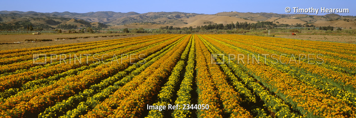 Agriculture - A Field Of Commercially Grown Marigold Flowers / Lompoc, ...