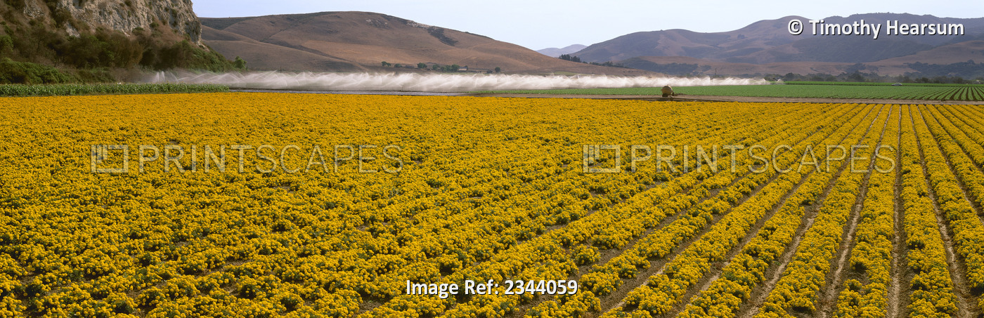 Agriculture - A Field Of Commercially Grown Marigold Flowers With Vegetable ...