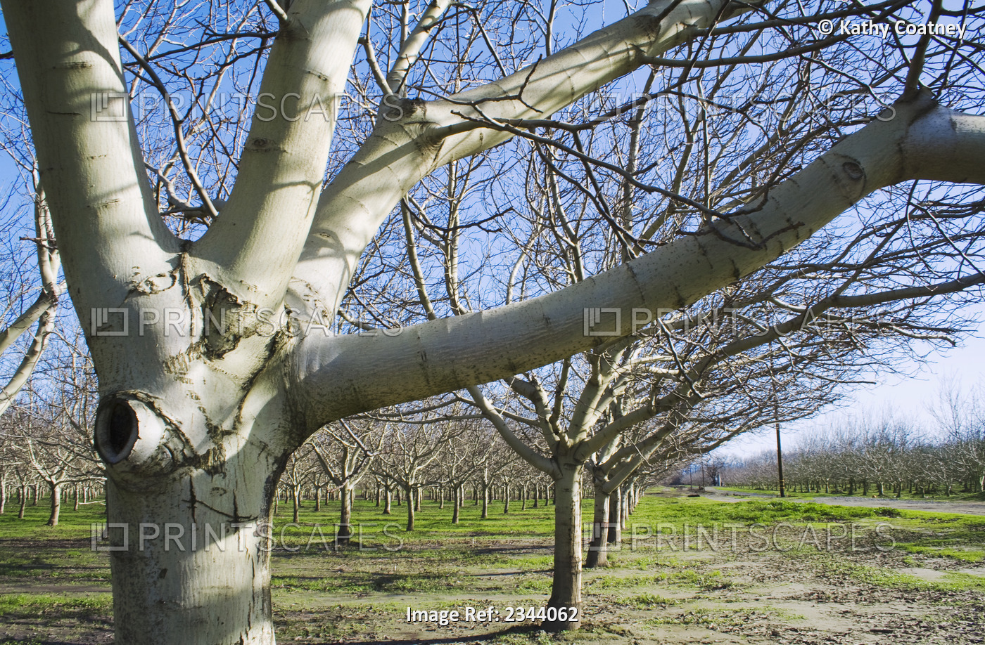 Agriculture - Dormant walnut orchard in early winter / near Corning, Tehama ...