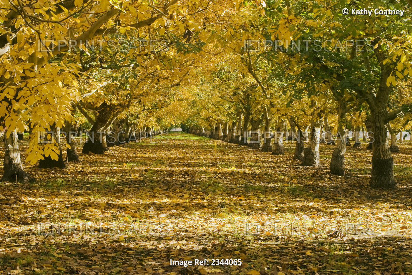 Agriculture - Walnut orchard after the harvest in full autumn color / near ...