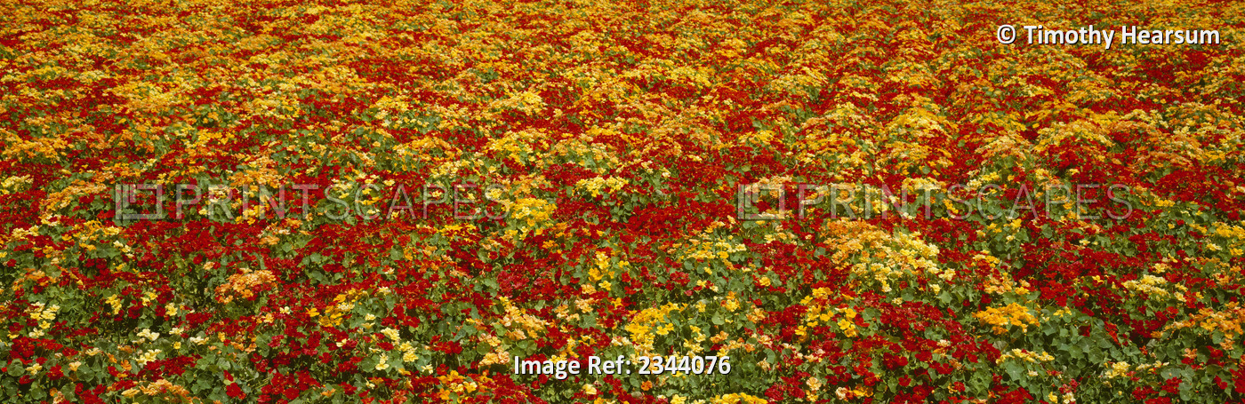 Agriculture - A field of commercially grown Nasturtiums / Lompoc, California, ...