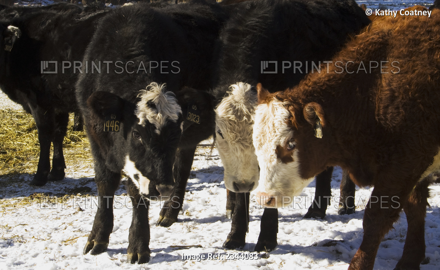 Livestock - Black Baldie and Crossbred beef cattle on a snow covered pasture in ...