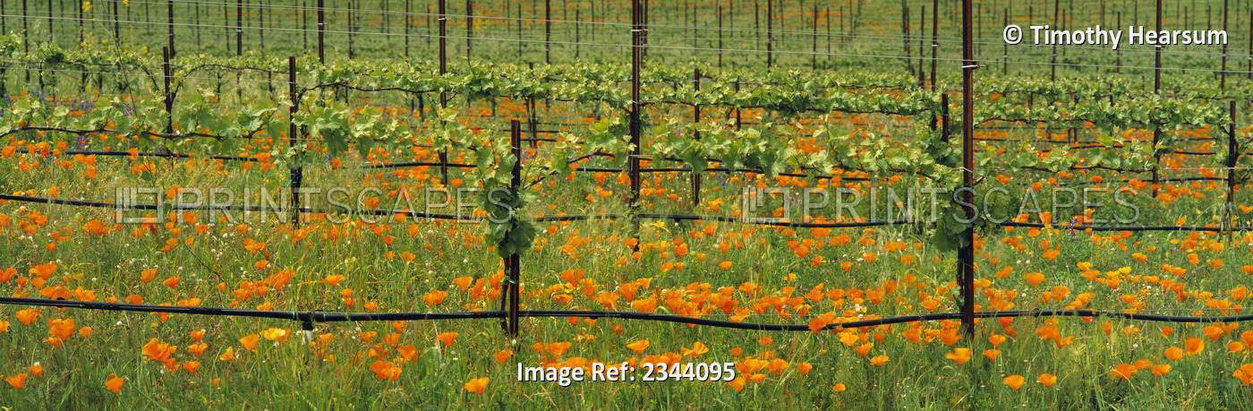 Agriculture - Wine grape vineyard in early Spring showing early foliage with ...