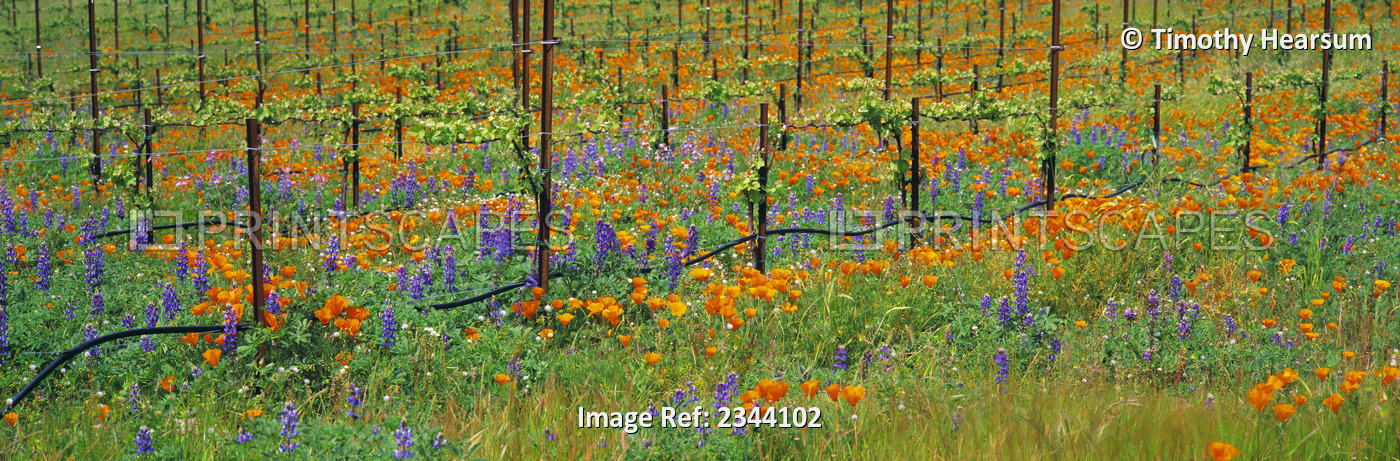Agriculture - Wine grape vineyard in Spring showing early foliage with poppies ...