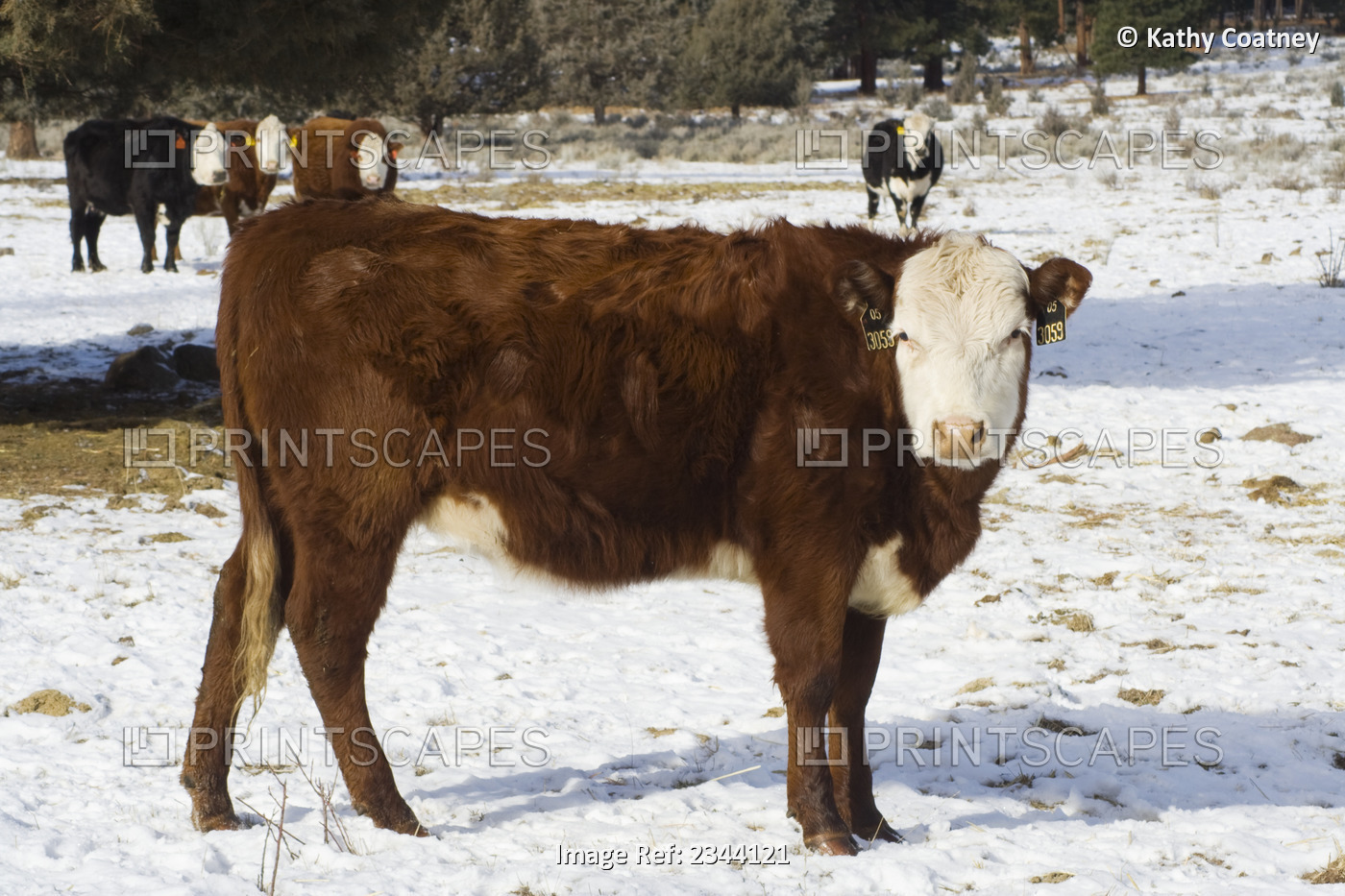 Livestock - A Hereford beef cow on a snow covered pasture in winter / near ...