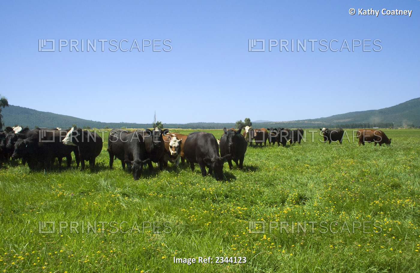 Livestock - Angus, Black Baldie, Hereford and Crossbred beef cattle on a ...