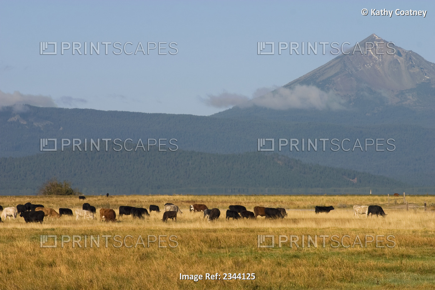 Livestock - Mixed breeds of beef cattle graze on an irrigated pasture in early ...