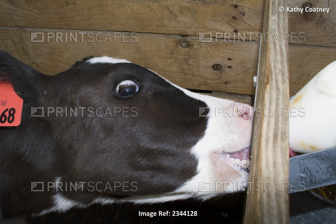 Livestock - Holstein dairy calf being bottle fed milk in a hutch / near Orland, ...