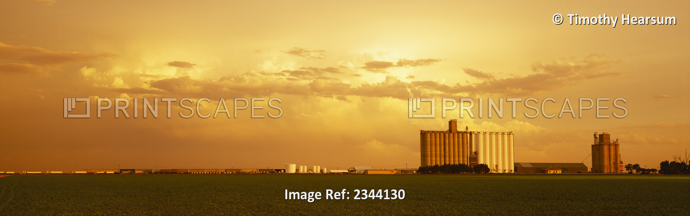 Agriculture - Grain elevators and an early growth corn field in late afternoon ...