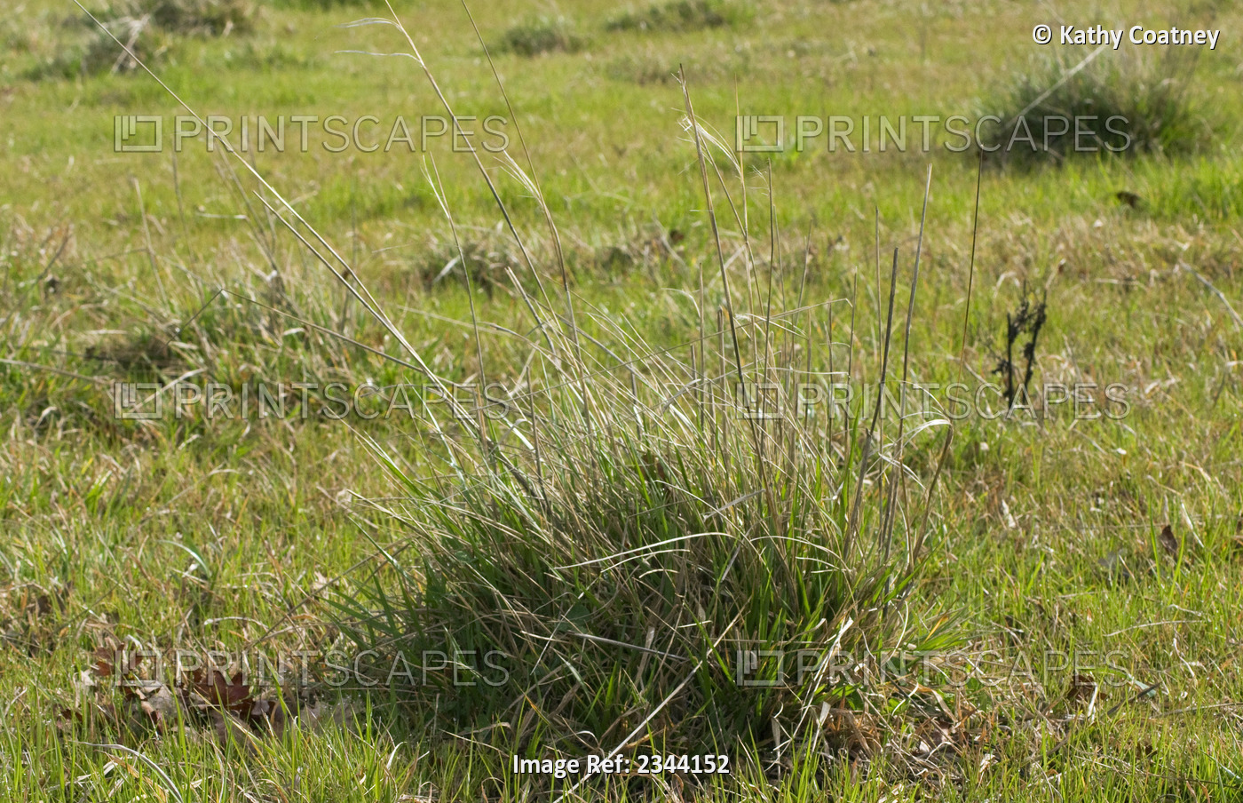 Agriculture - Smutgrass (Sporobolus poiretti) growing in a pasture in mid ...
