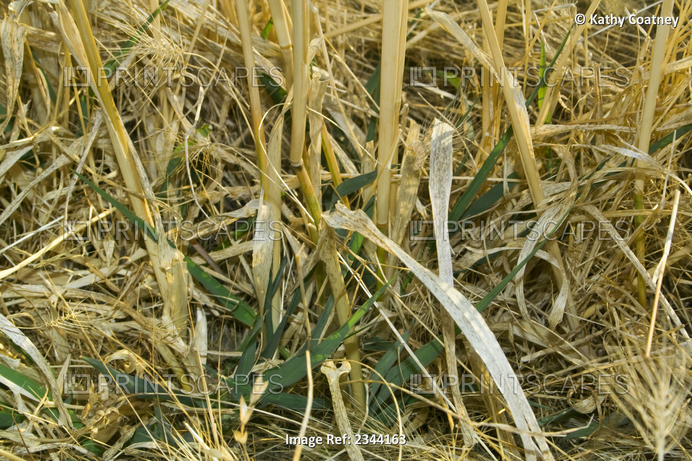 Agriculture - Forage grass seedlings emerging through the dead noxious weed ...