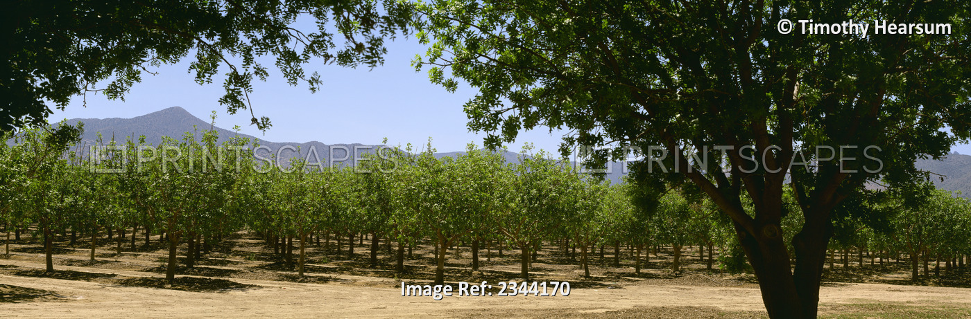 Agriculture - Pistachio orchard early in the growing season / Bowie, Arizona, ...