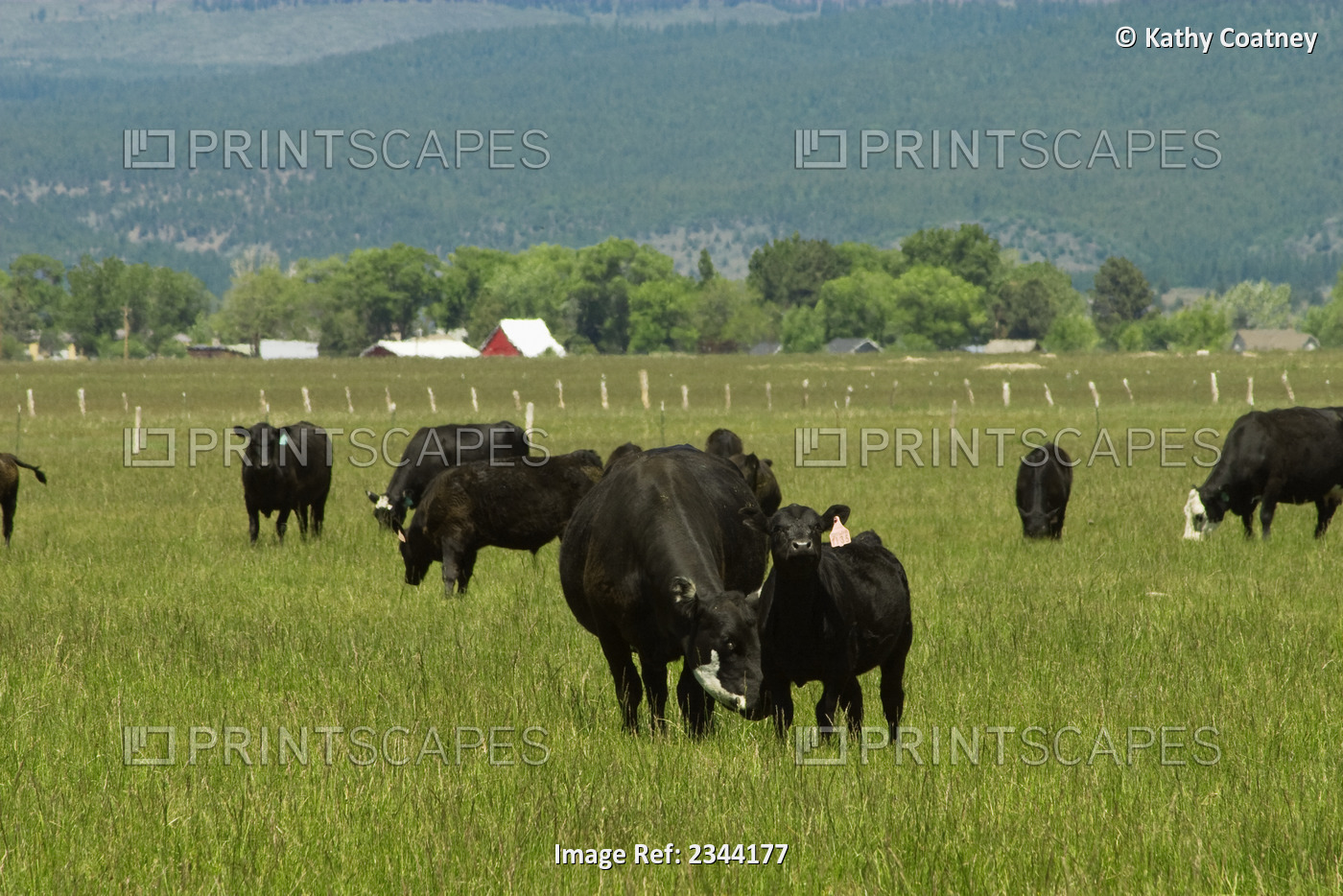 Livestock - Herd of Black Angus beef cattle on a green pasture / Northern ...