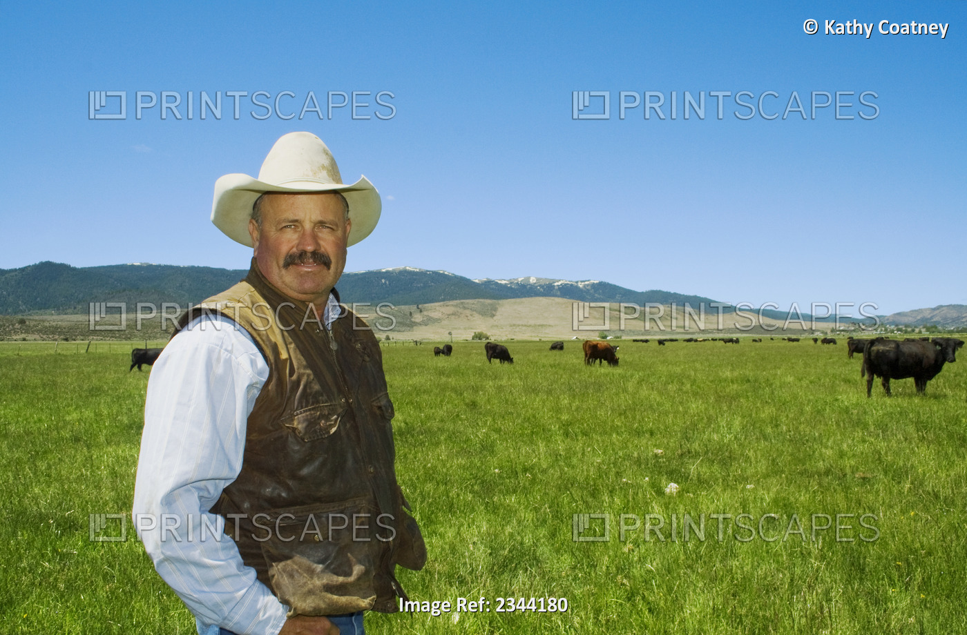 Livestock - A rancher stands in his green pasture with a herd of Black Angus ...