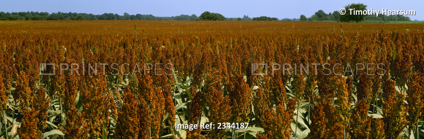 Agriculture - Crop of mid mature grain sorghum (milo), ready for harvest / Des ...