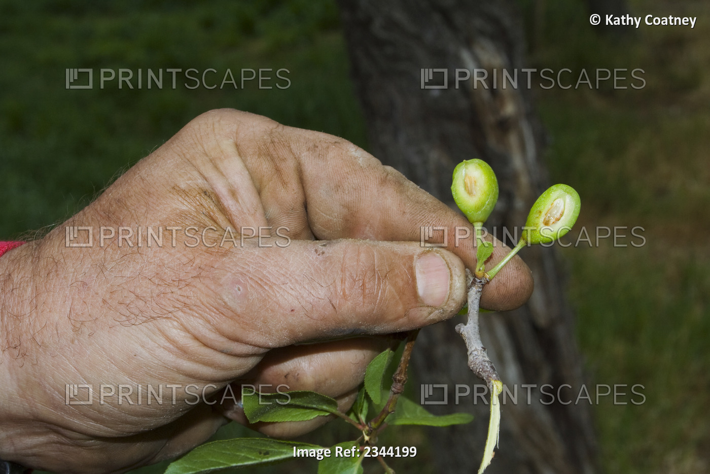 Agriculture - The hand of a prune grower holding damaged immature prunes caused ...