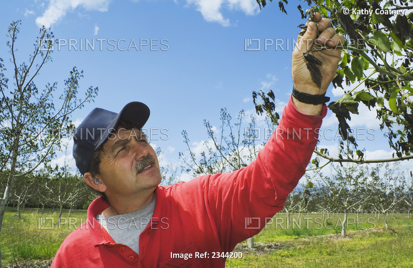 Agriculture - A walnut grower inspects the damage to his crop caused by a heavy ...