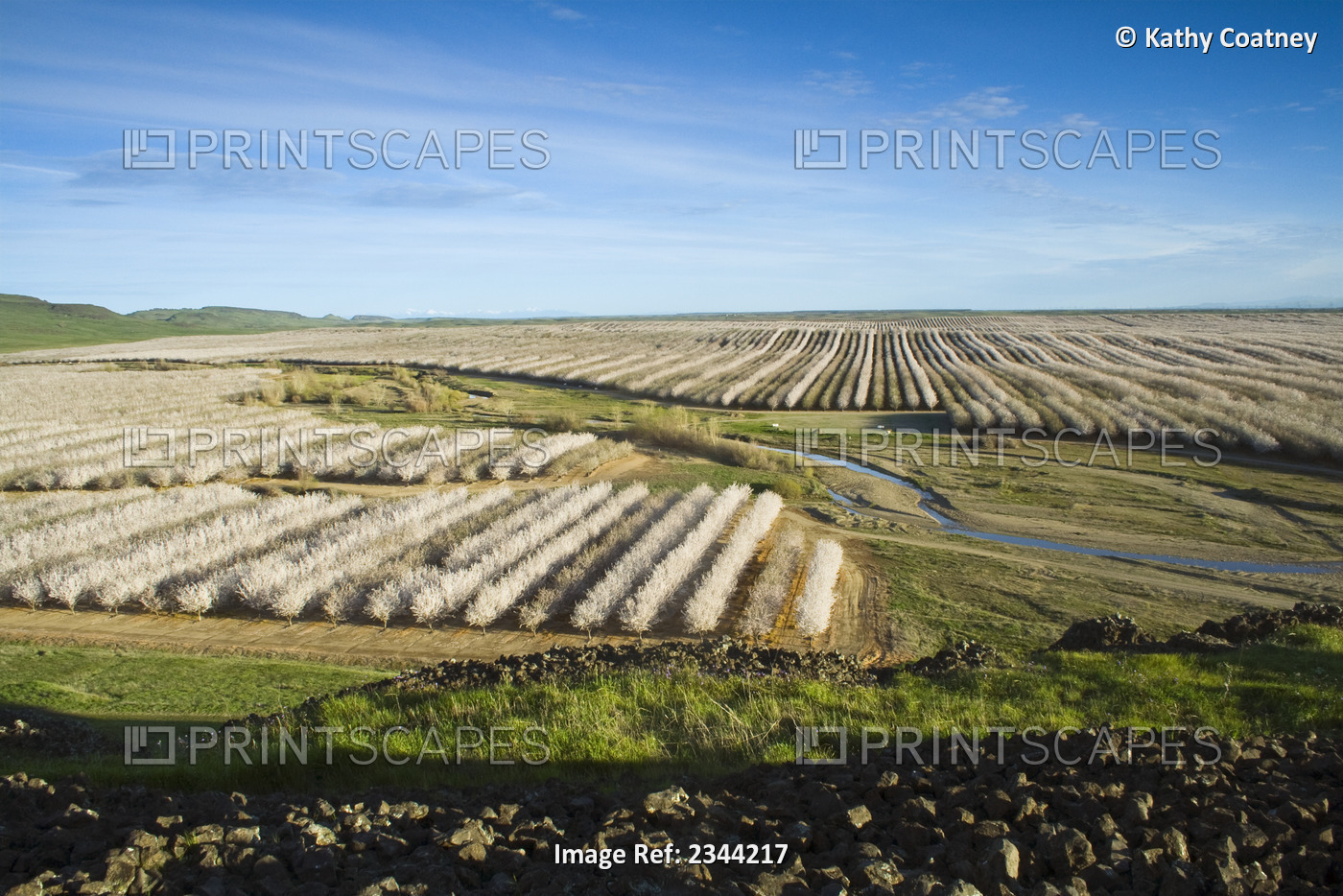 Agriculture - Elevated view of an almond orchard in full bloom in late Winter / ...