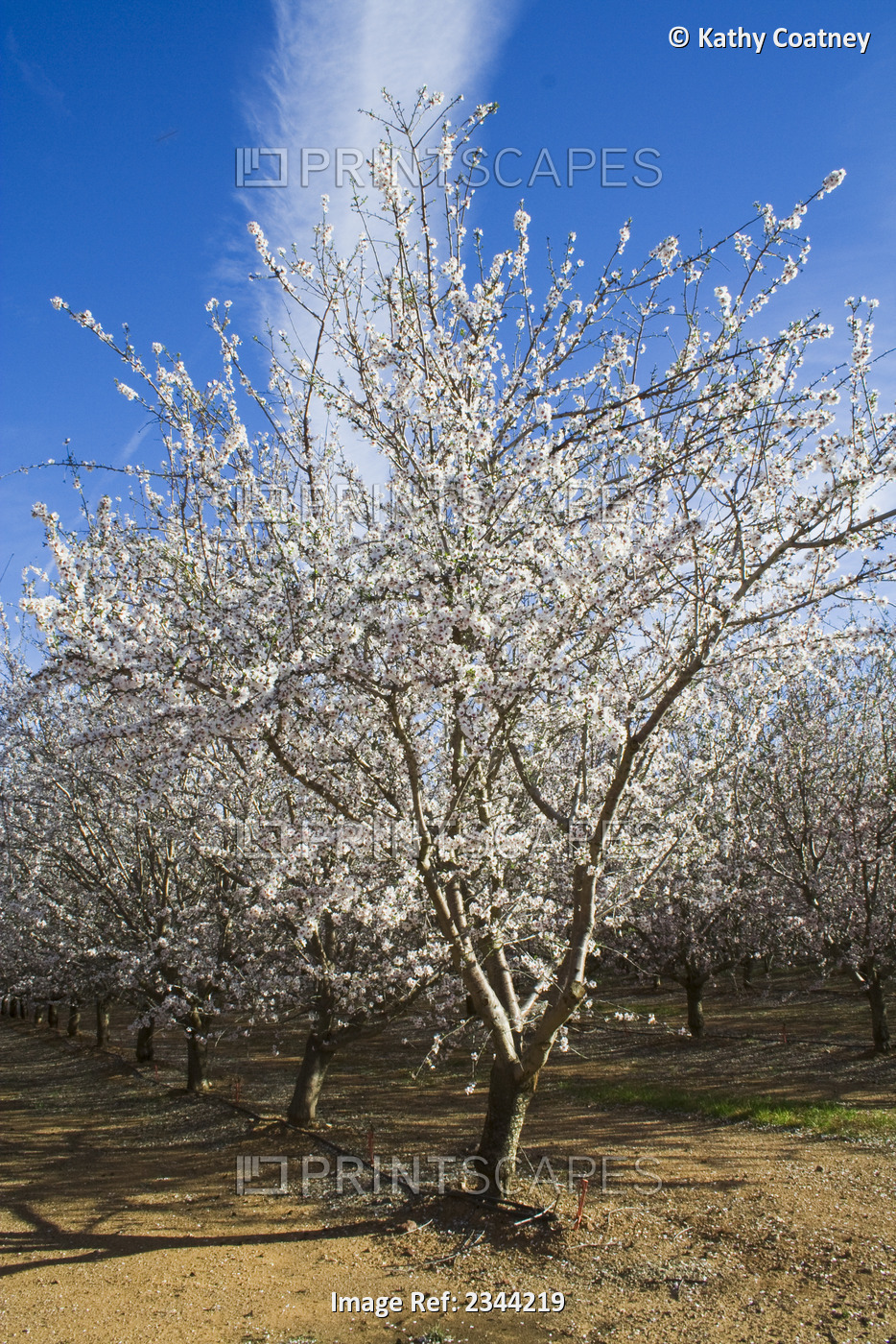 Agriculture - Almond tree in full bloom in late Winter / Glenn County, ...