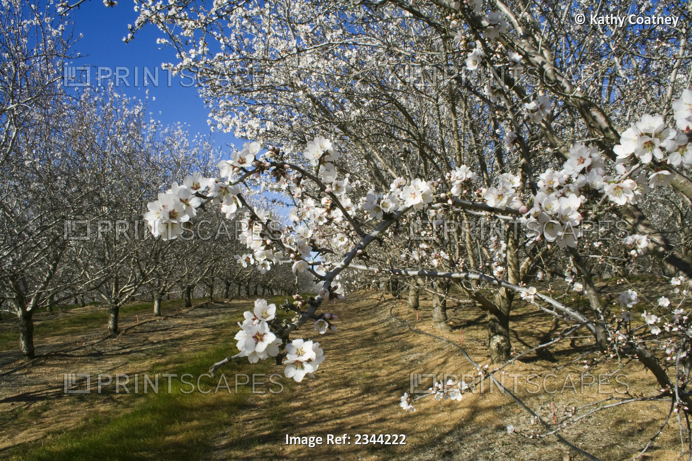 Agriculture - Almond orchard in full bloom in late Winter / Glenn County, ...