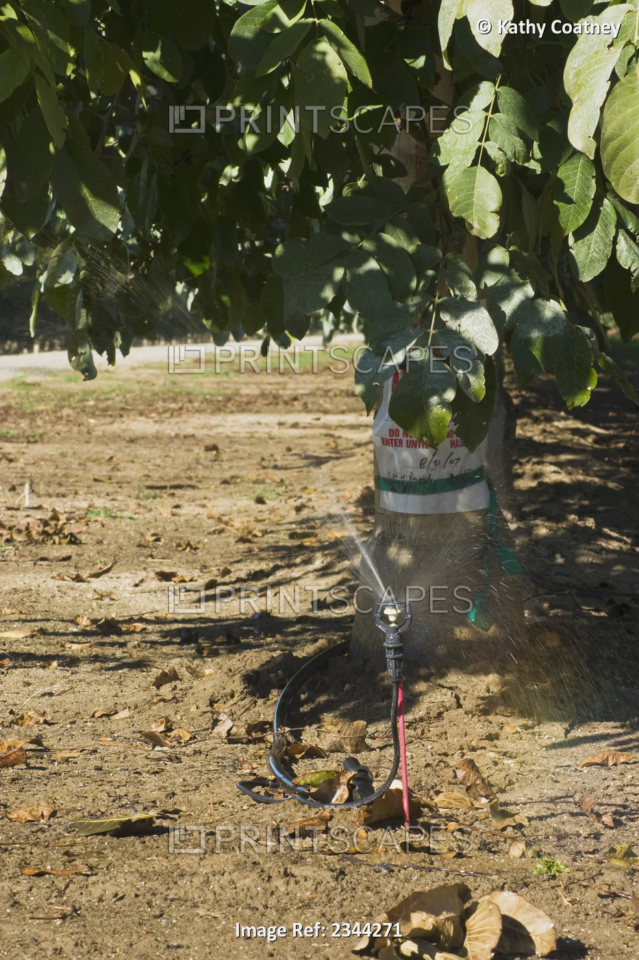 Agriculture - Microjet irrigation in a walnut grove / Northern California, USA.