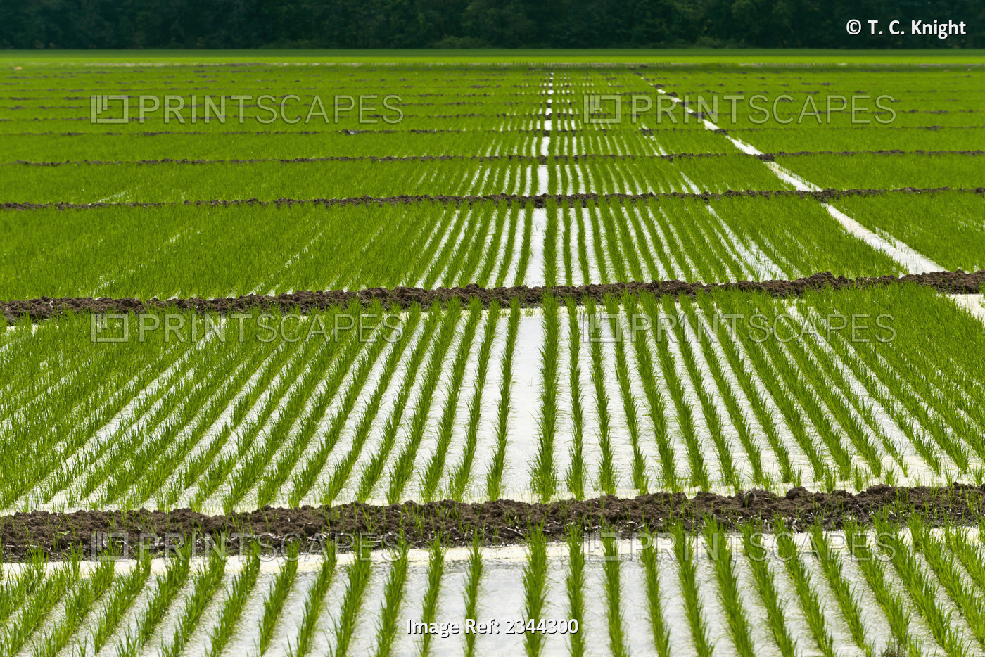 Agriculture - Flooded field of rice seedlings. Flooding seedling rice helps to ...