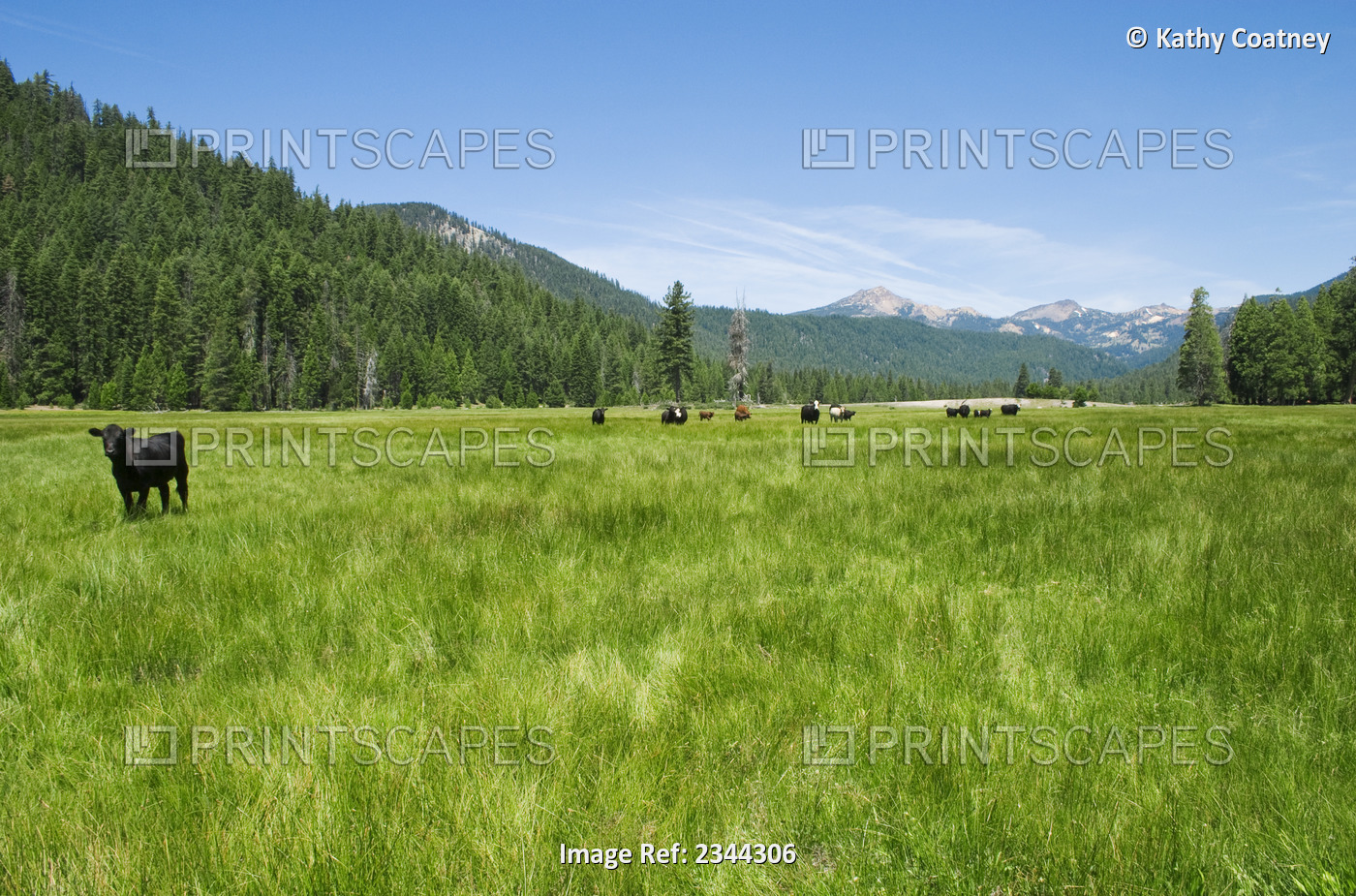 Livestock - Beef cattle graze on a lush green mountain pasture at Child