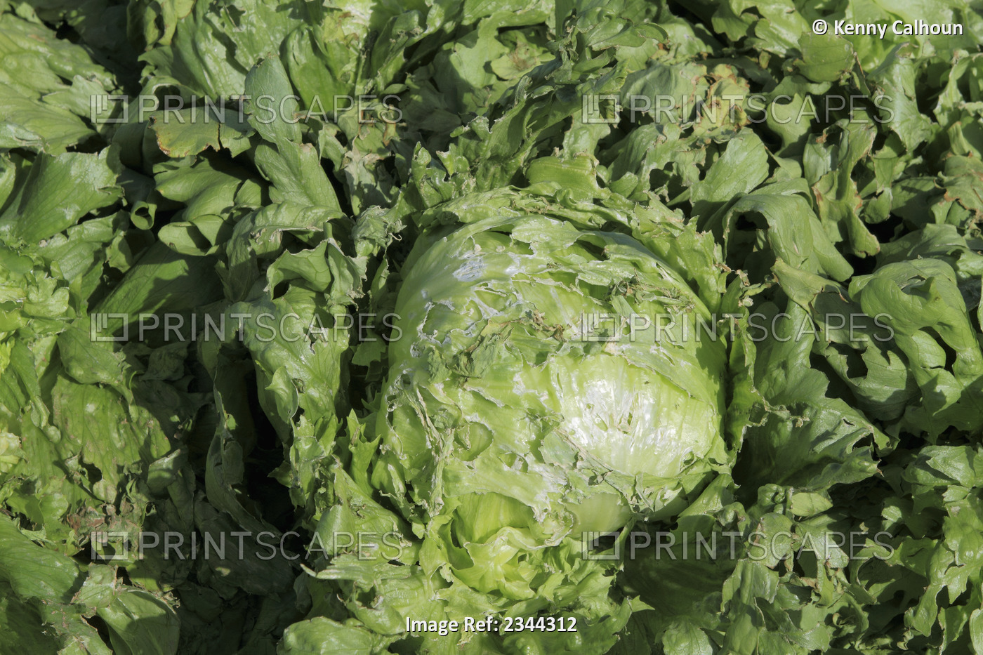 Agriculture - Closeup of a head of mature Iceberg lettuce with severe damage ...