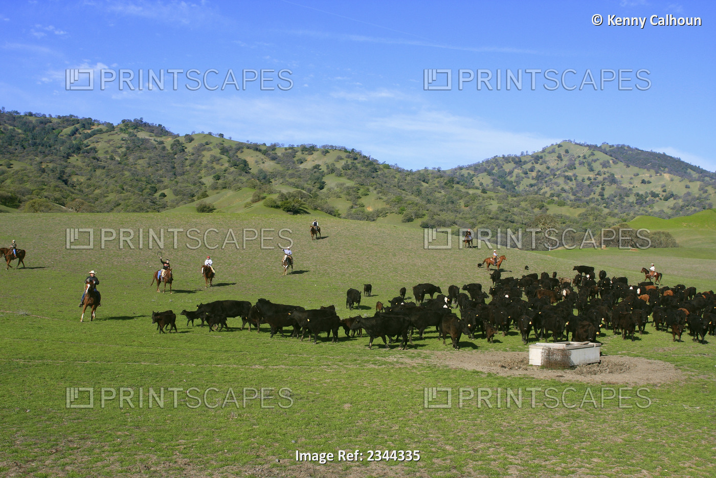 Livestock - Beef cattle being herded in from the range for branding / near ...