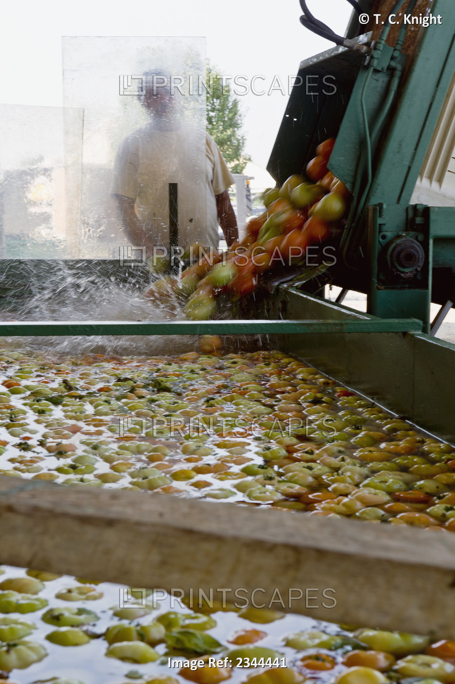 Agriculture - Freshly harvested fresh market tomatoes at a packing plant ...