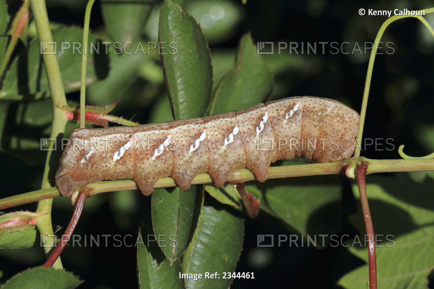 Agriculture - Tomato Horn Worm (Manduca quinquemaculata) / California, USA.