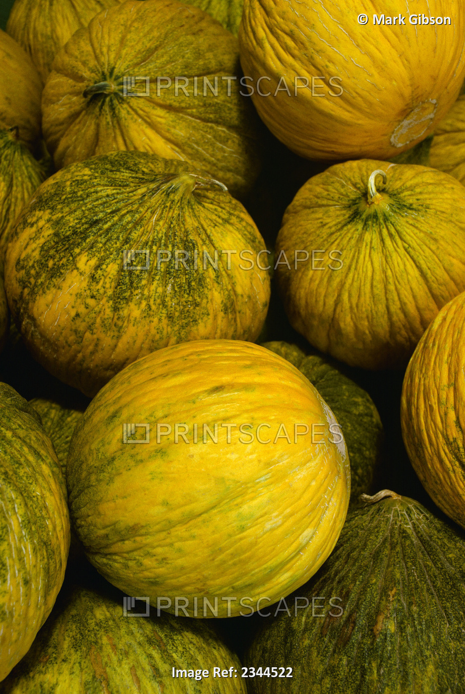 Agriculture - Casaba Melons / Moss Landing, California, USA.