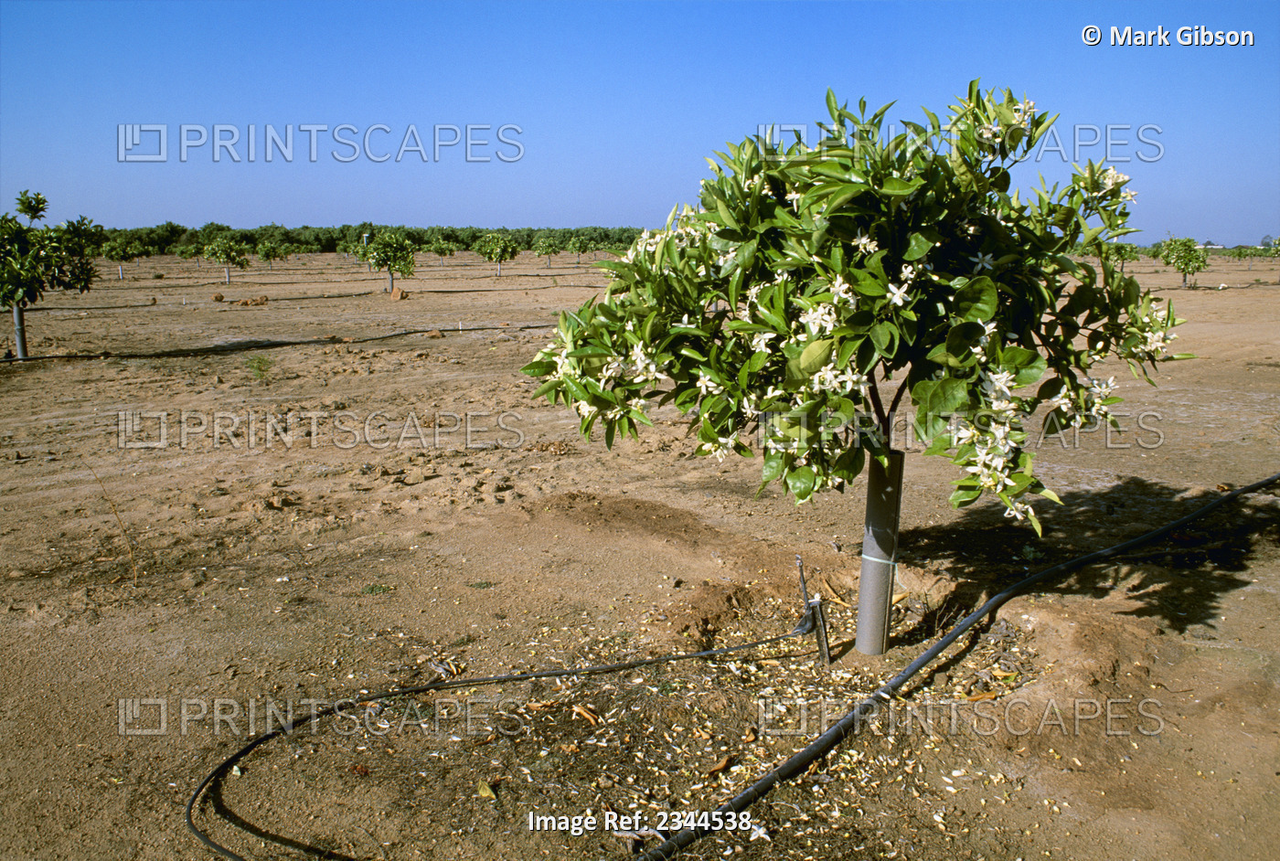 Agriculture - Young Navel orange grove in bloom showing microjet irrigation ...